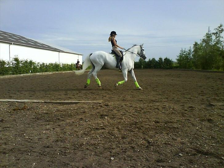 Dansk Varmblod Klostergaardens Medusa - Mor og Medusa  til undervisning :) billede 7