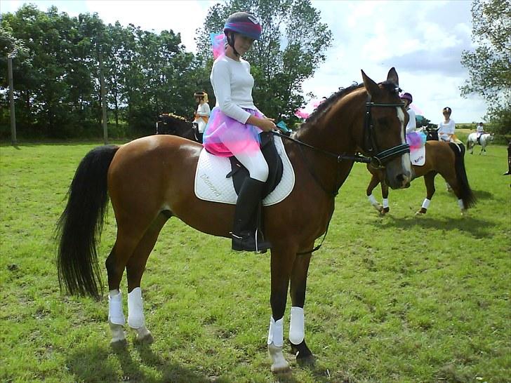 Hollandsk Sportspony El Diamond van de Dikel  billede 17