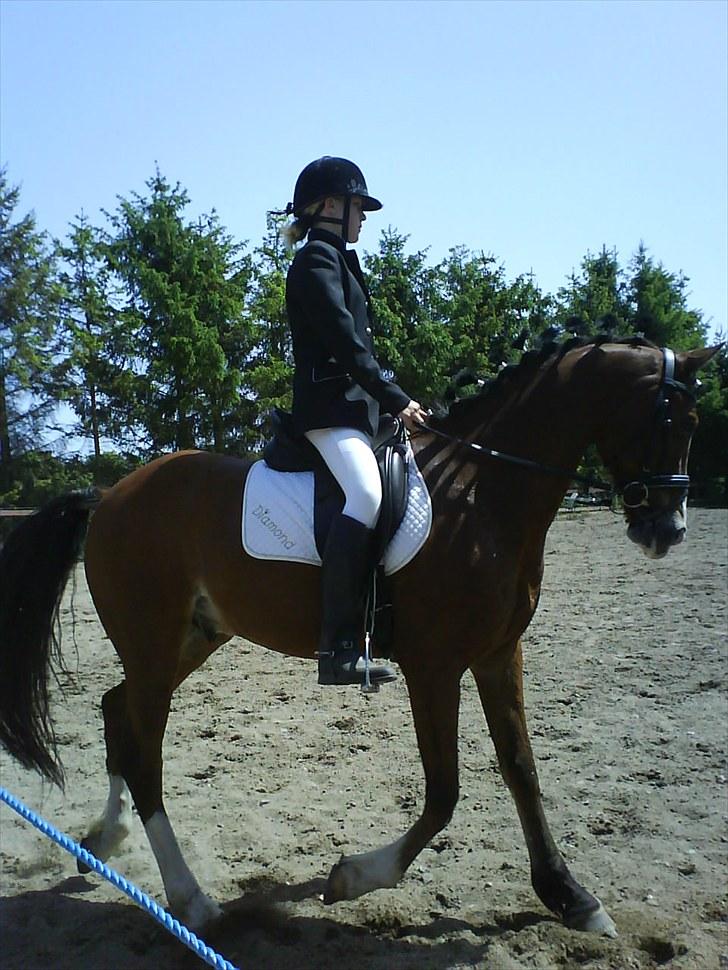 Hollandsk Sportspony El Diamond van de Dikel  billede 20