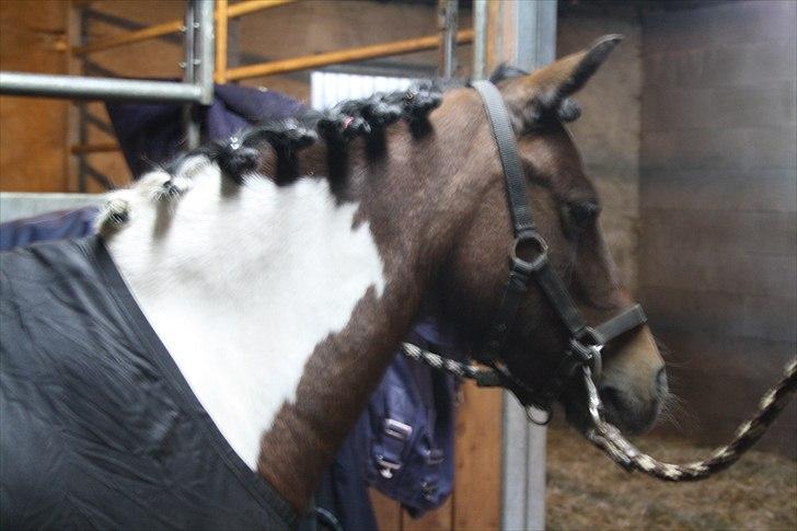 Anden særlig race Revy - Revy skal til dressur stævne:) billede 6