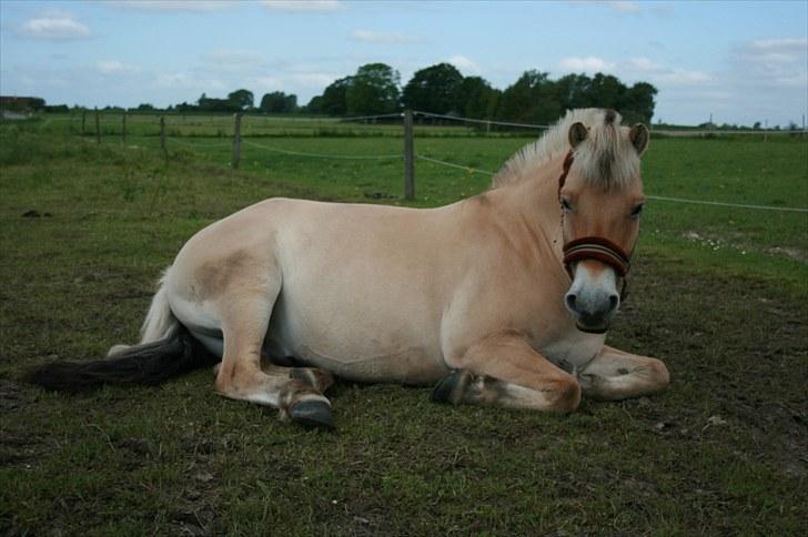 Fjordhest Højgaards Diamant billede 12