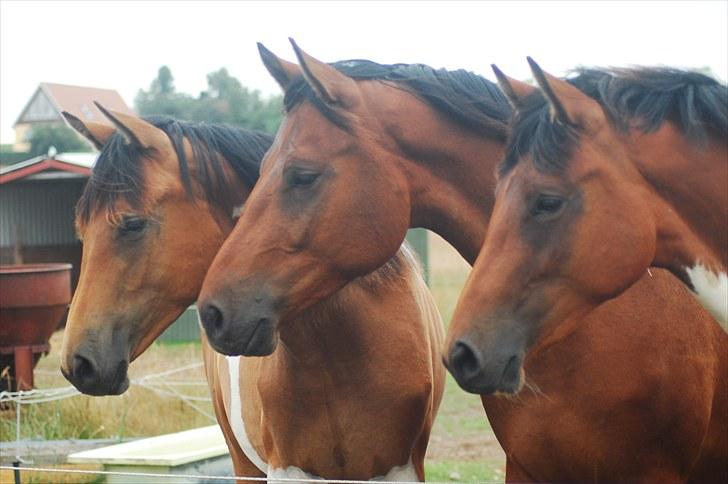 Pinto Zikira. "mors" billede 11