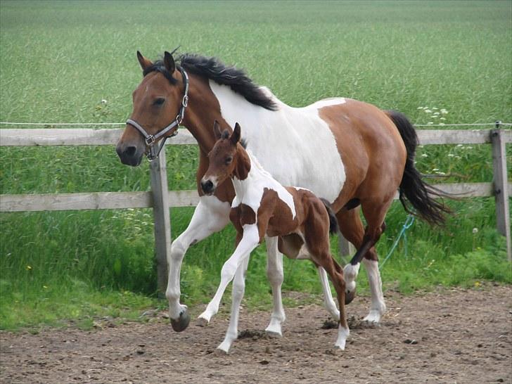 Pinto Zikira. "mors" billede 14