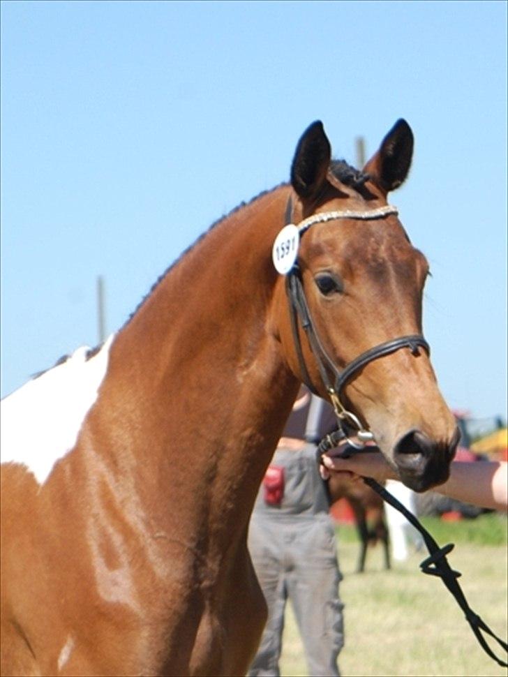 Pinto  Zindy. billede 1