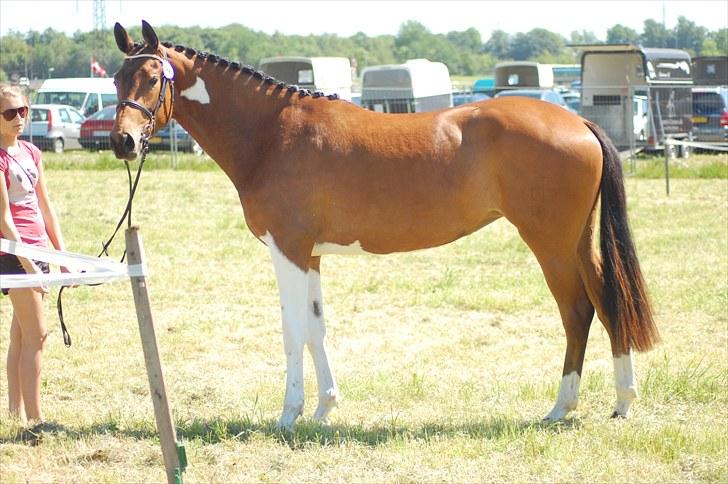 Pinto  Zindy. billede 2