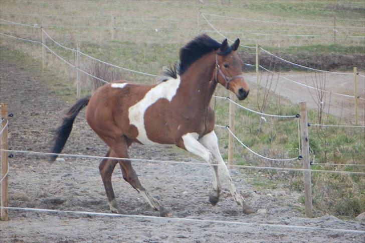 Pinto  Zindy. billede 3