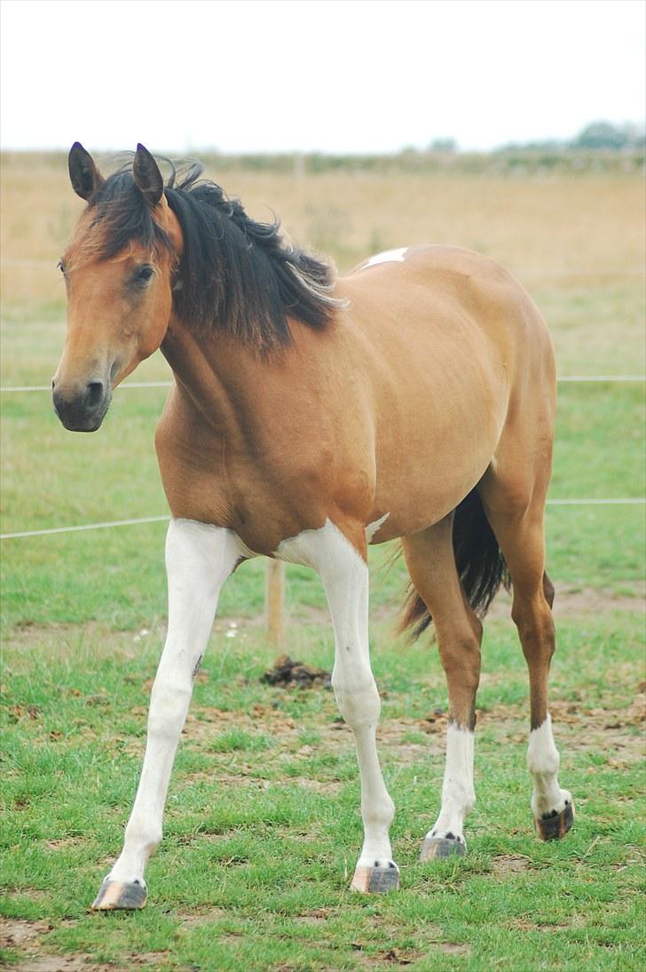 Pinto  Zindy. billede 4