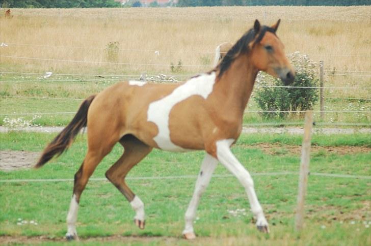 Pinto  Zindy. billede 5