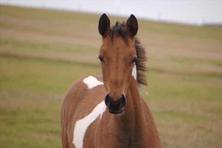 Pinto  Zindy. billede 6