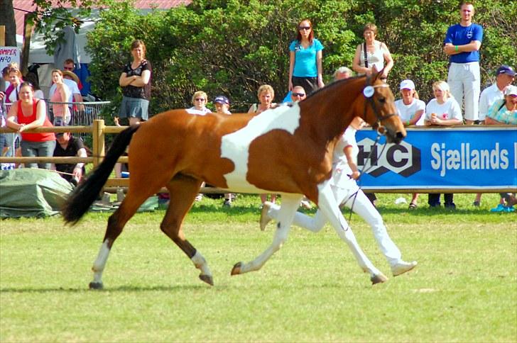 Pinto  Zindy. billede 7