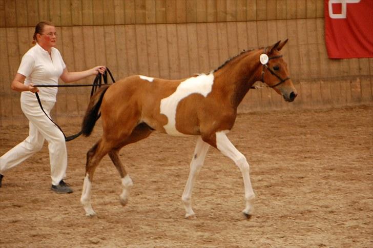 Pinto  Zindy. billede 8