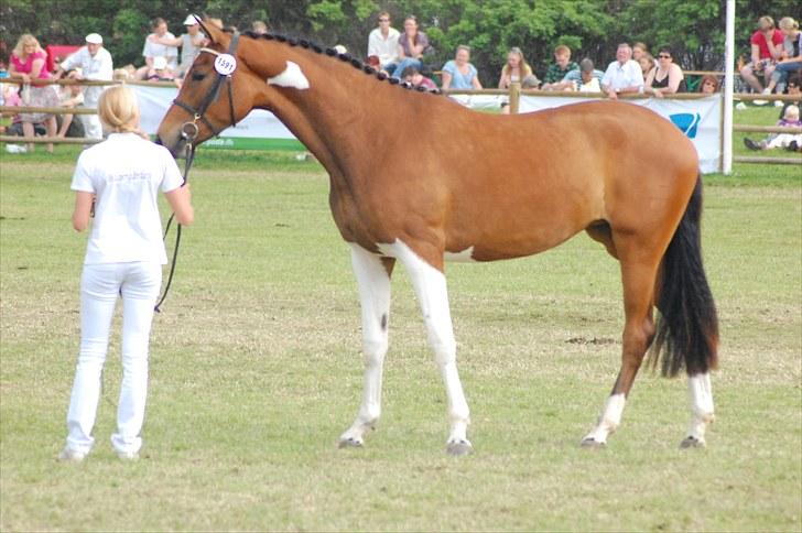 Pinto  Zindy. billede 9