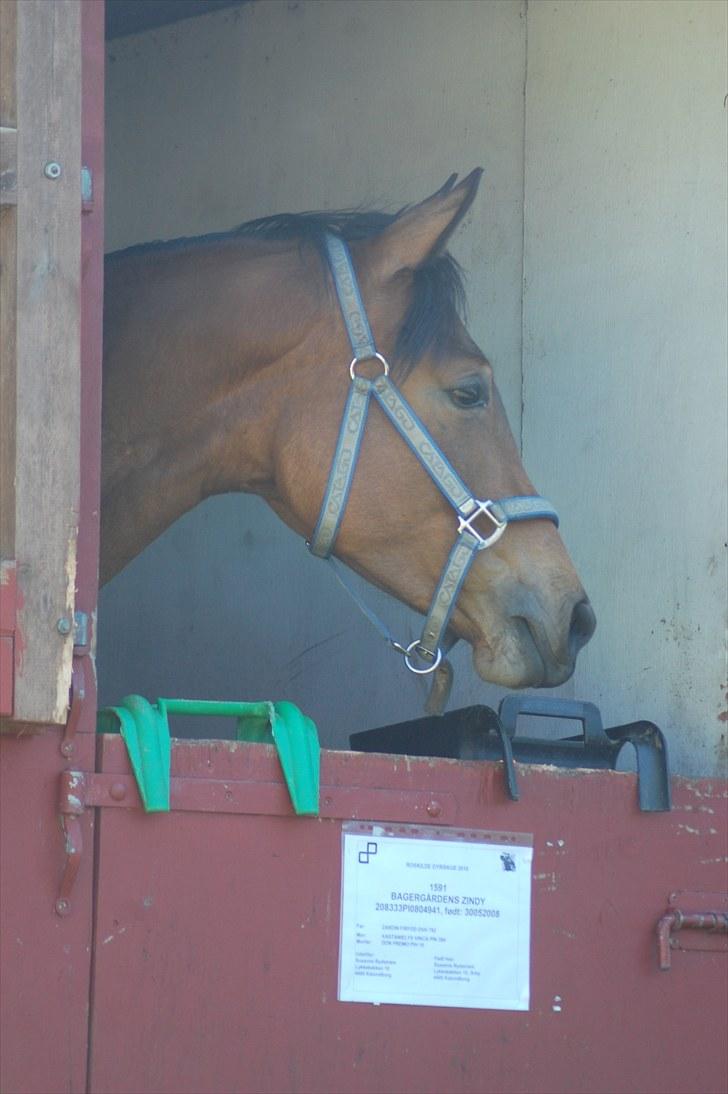 Pinto  Zindy. billede 10