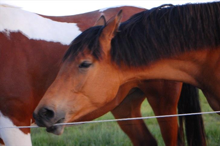 Pinto  Zindy. billede 11