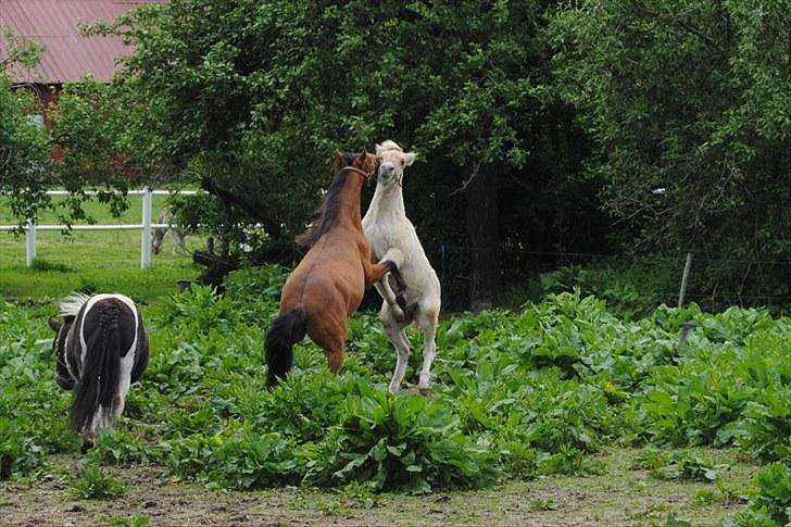 Kaspisk hest Semi<3 - Semi og Major leger:D billede 13