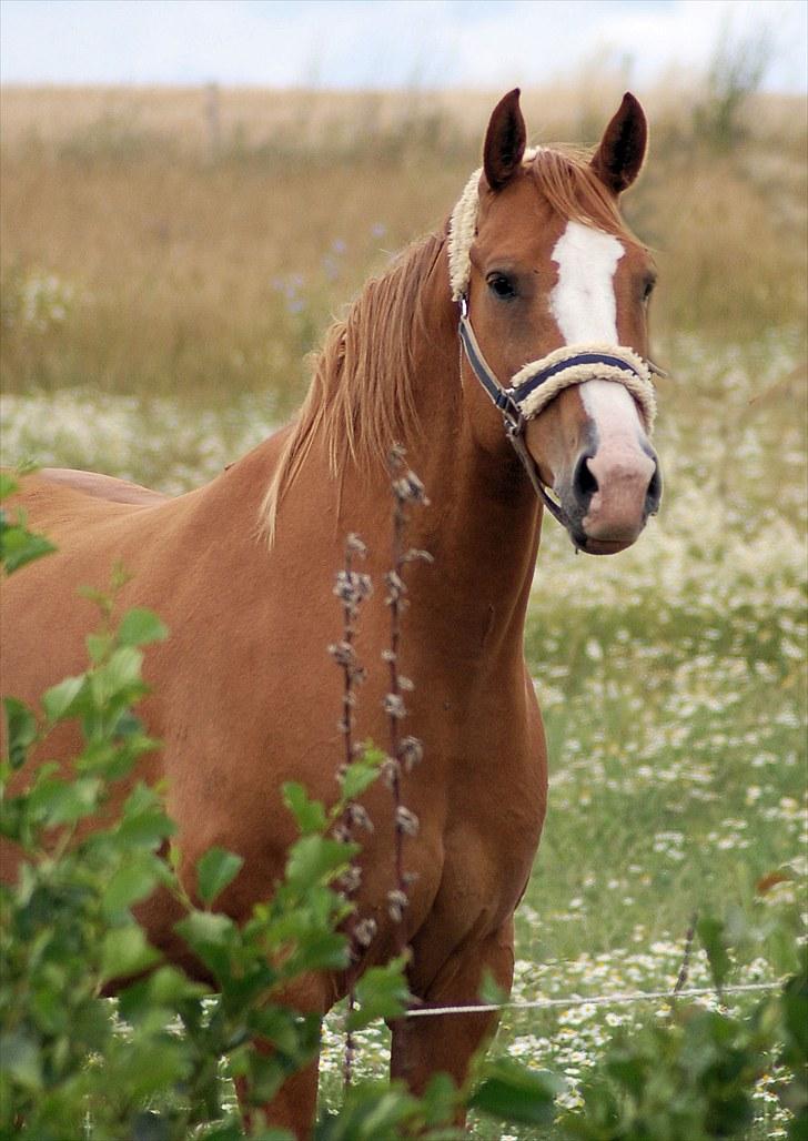 Hollandsk Varmblod Tina HL billede 20