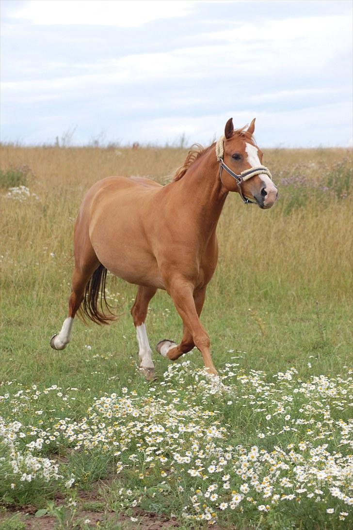 Hollandsk Varmblod Tina HL billede 21