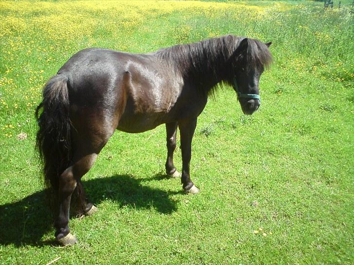 Shetlænder Lizette - Smukke   Miig foto: Miig billede 1
