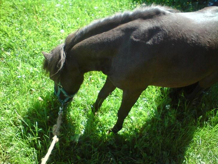 Shetlænder Lizette - ÆDELSE  mums foto: Signe buur billede 2