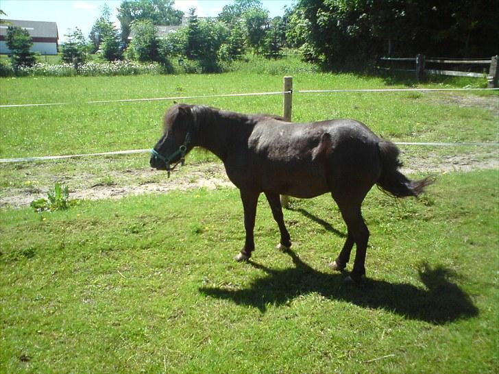 Shetlænder Lizette - Iiih jeg hader fluer foto: Miig billede 3