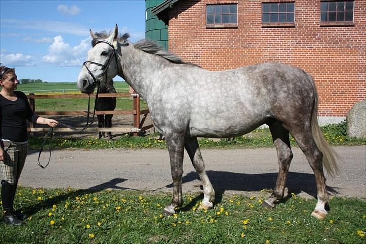 Anden særlig race Ørum´s Ayrton billede 11