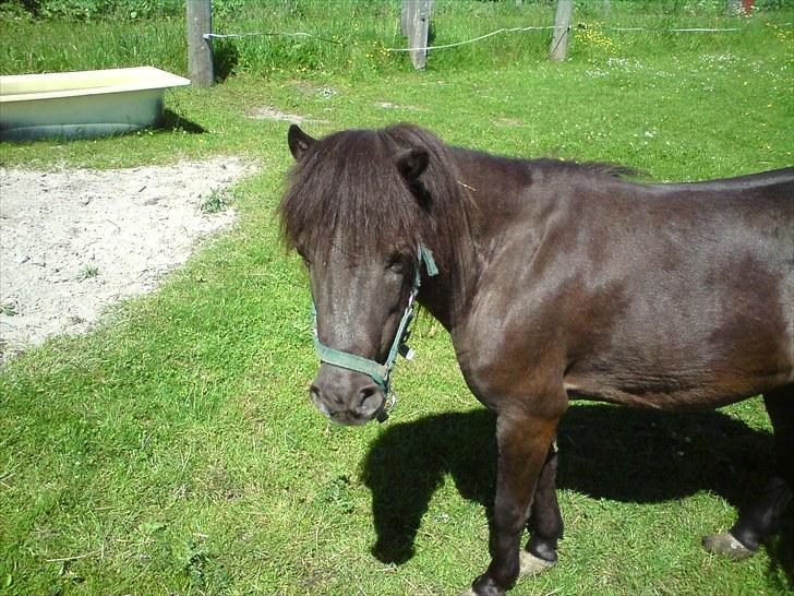 Shetlænder Lizette - Jamen stod i der foto. miig billede 4