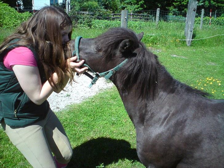 Shetlænder Lizette - Mums et kys foto: Signe buur billede 5