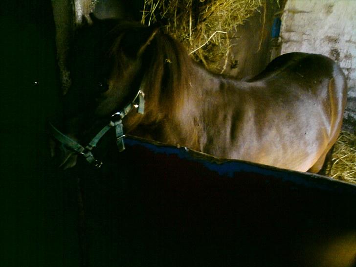 Shetlænder Lizette - Foto. Signe buur billede 6