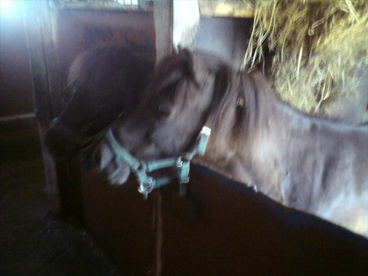 Shetlænder Lizette - Sette ved siden a simba Foto: Signe Buur billede 7