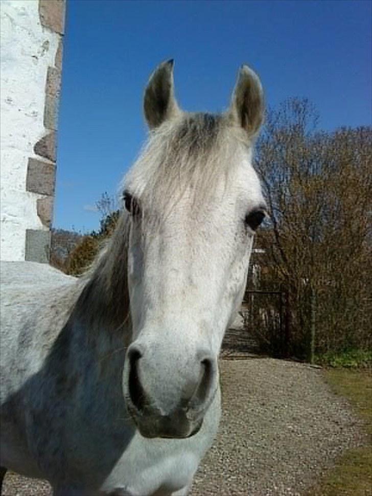 Welsh Cob (sec D) Santo billede 2