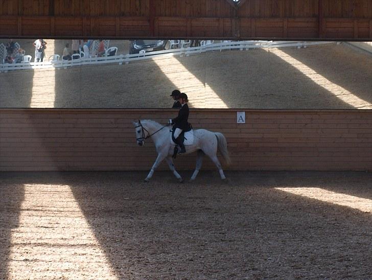 Anden særlig race Silverlea Picasso-gl.part - Stævne juni 2010 billede 9