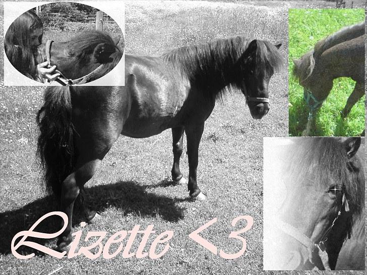 Shetlænder Lizette billede 8