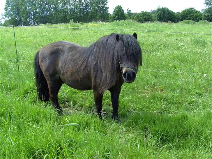 Anden særlig race Bobo - Juni 2010 - på fold billede 6
