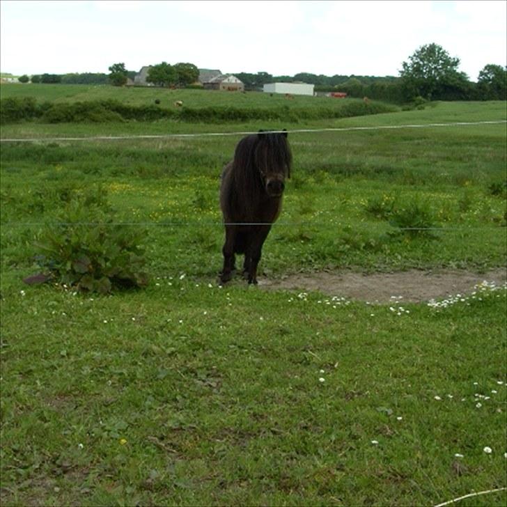 Anden særlig race Bobo - Juni 2010 - på fold billede 7