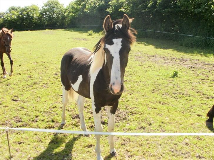 Pinto Søgaards Crelani - <3 billede 13