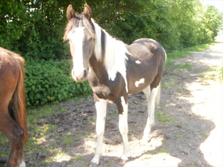 Pinto Søgaards Crelani - <3 billede 14