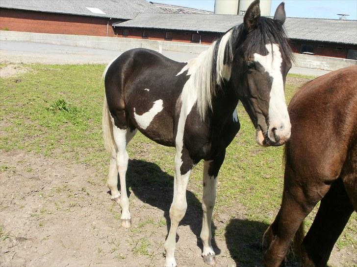 Pinto Søgaards Crelani - <3 billede 15