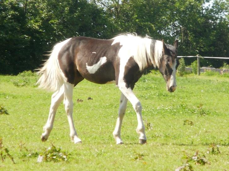 Pinto Søgaards Crelani - <3 billede 16