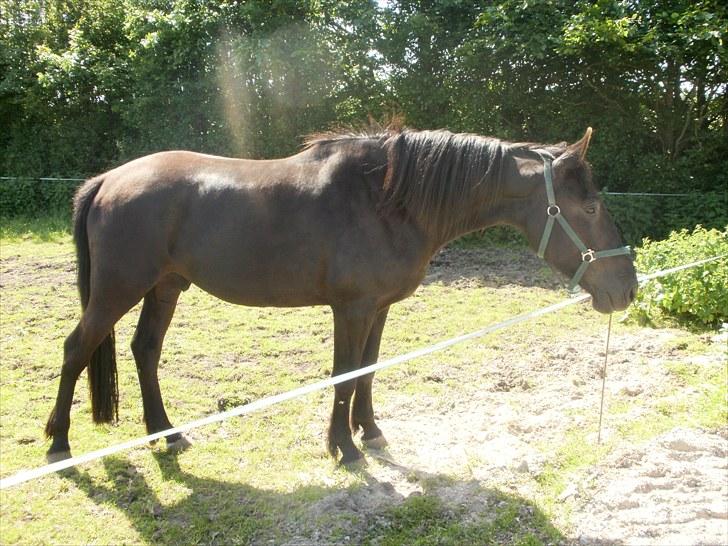 Anden særlig race Califf billede 12