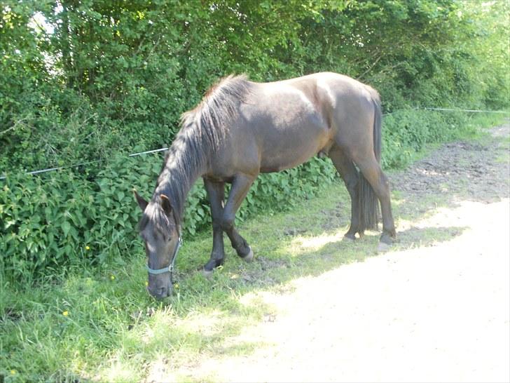Anden særlig race Califf billede 13