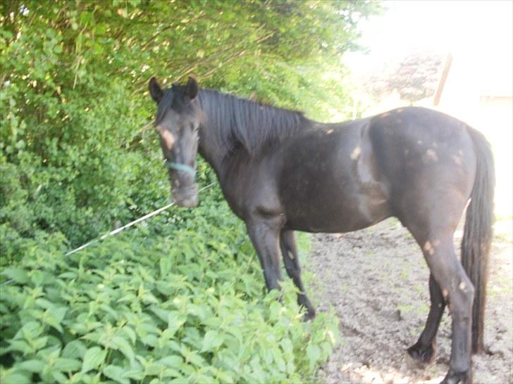 Anden særlig race Califf billede 14