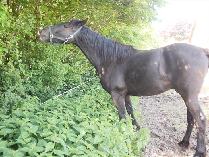 Anden særlig race Califf - Hvis jeg strækker mig kan jeg lige nå.. :) billede 15
