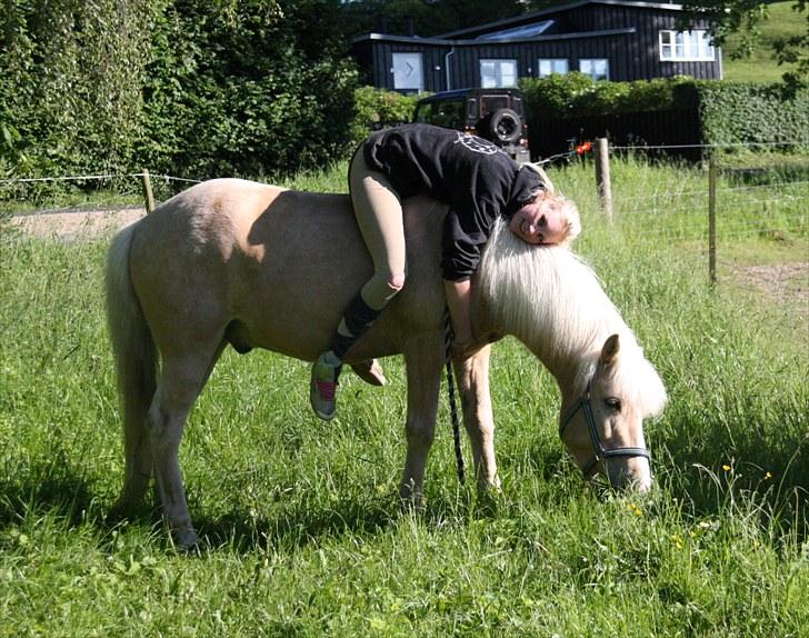 Islænder Ljomi R.I.P. billede 2