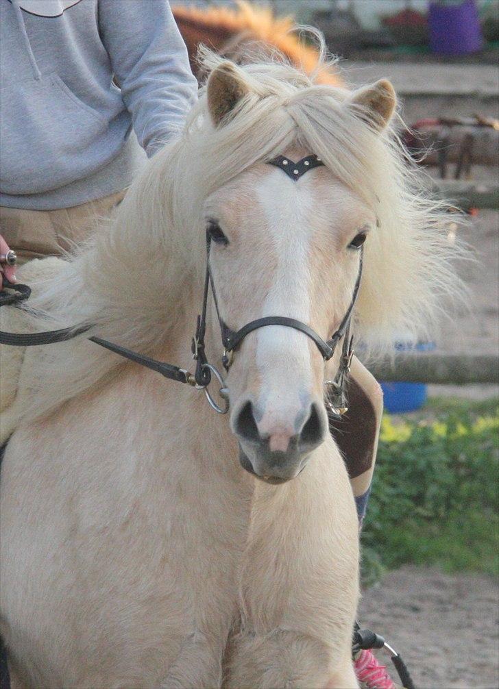 Islænder Ljomi R.I.P. billede 3