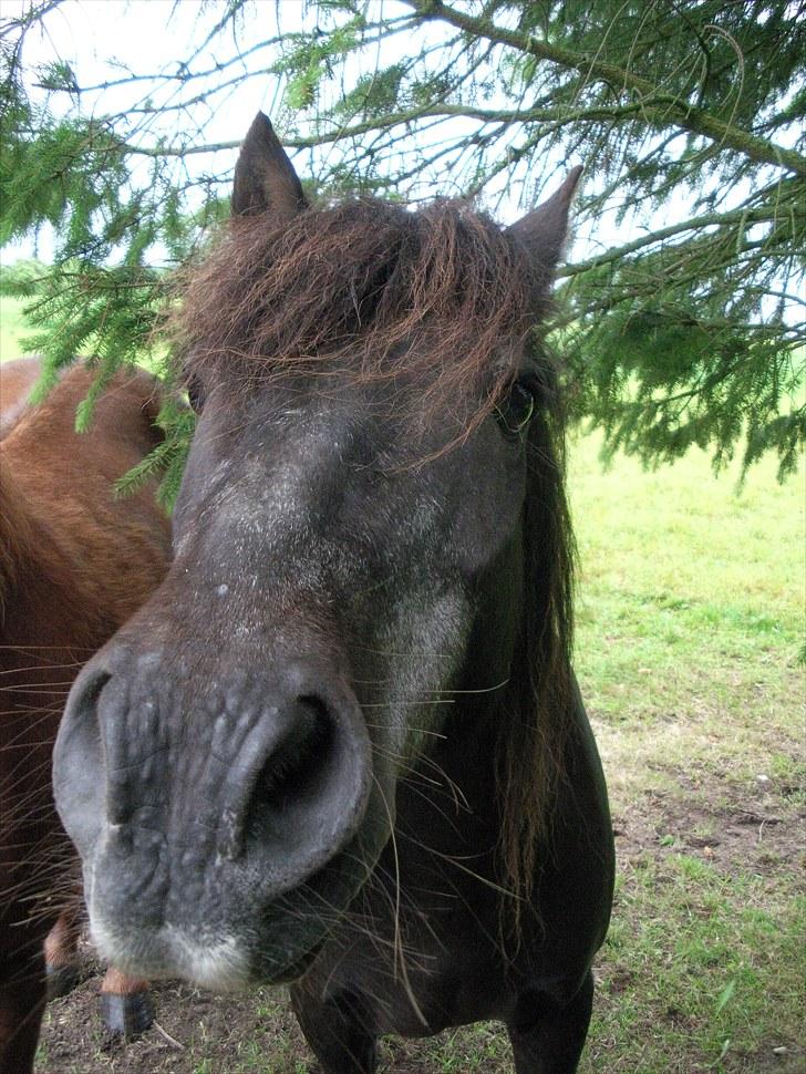 Anden særlig race James *R.I.P* billede 1