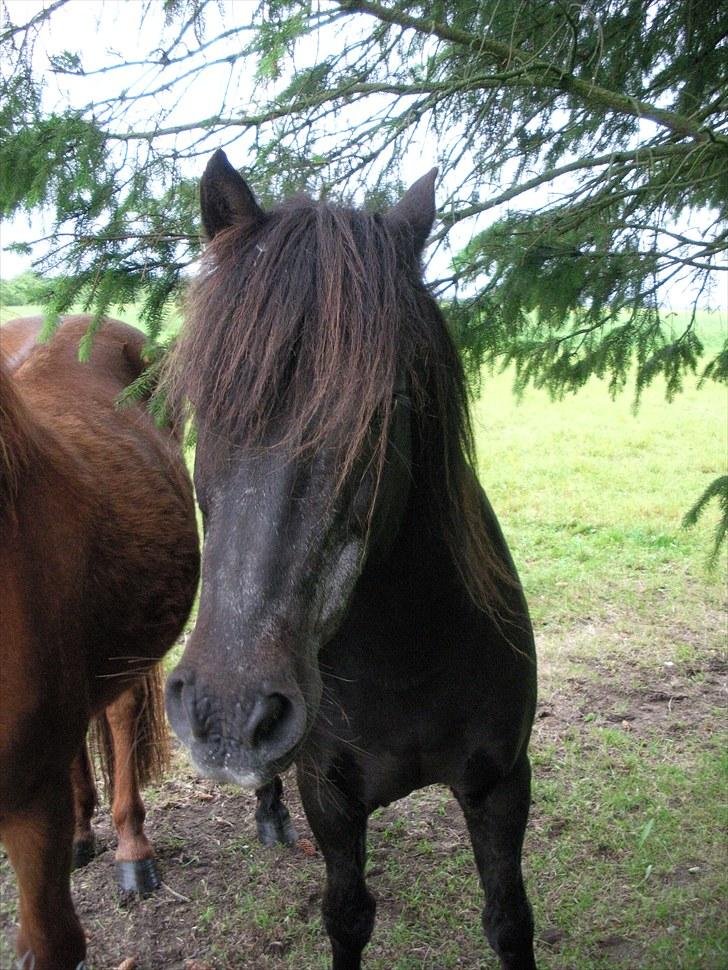 Anden særlig race James *R.I.P* billede 2