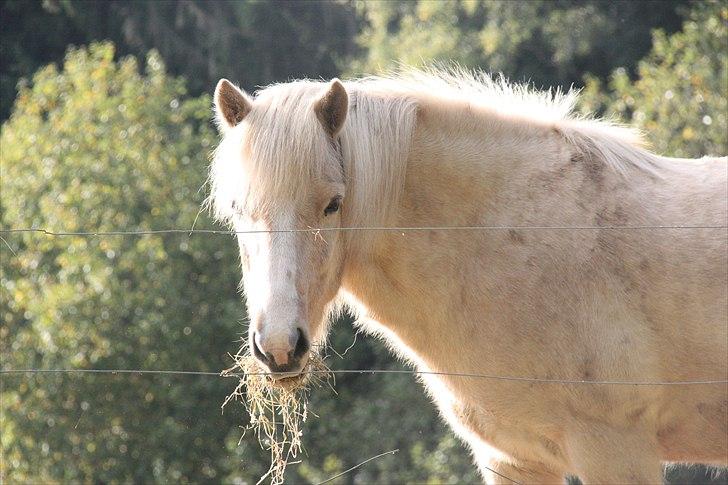 Islænder Ljomi R.I.P. billede 5