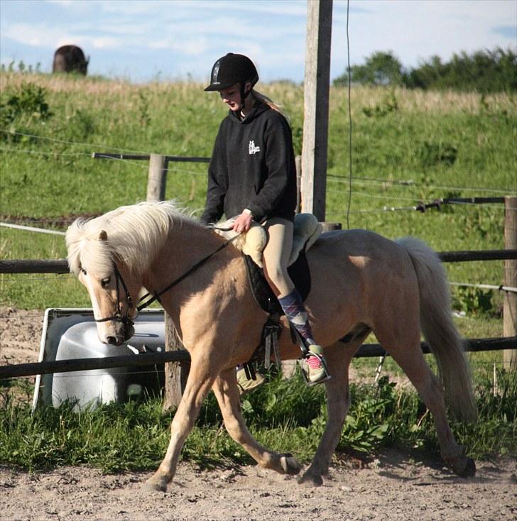 Islænder Ljomi R.I.P. billede 6