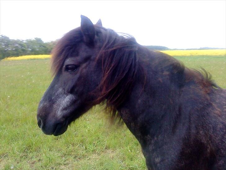 Anden særlig race James *R.I.P* billede 3