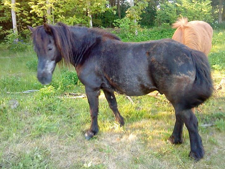 Anden særlig race James *R.I.P* billede 4